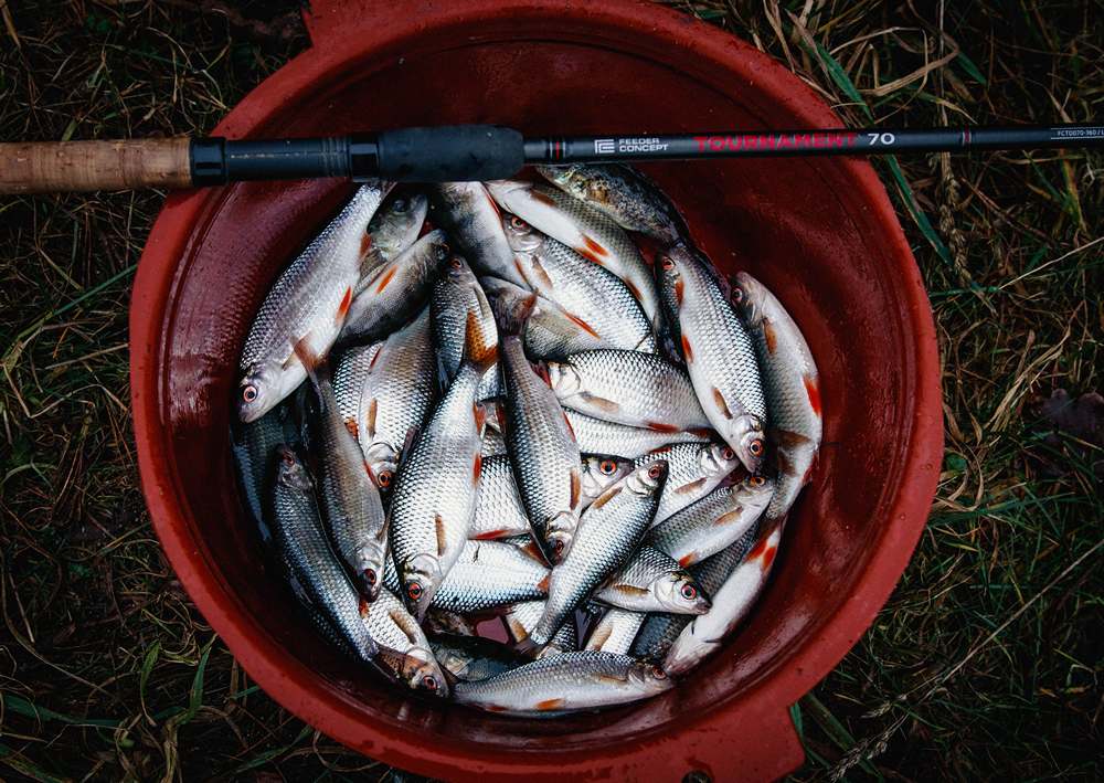 Три совета по ловле плотвы в ноябре!