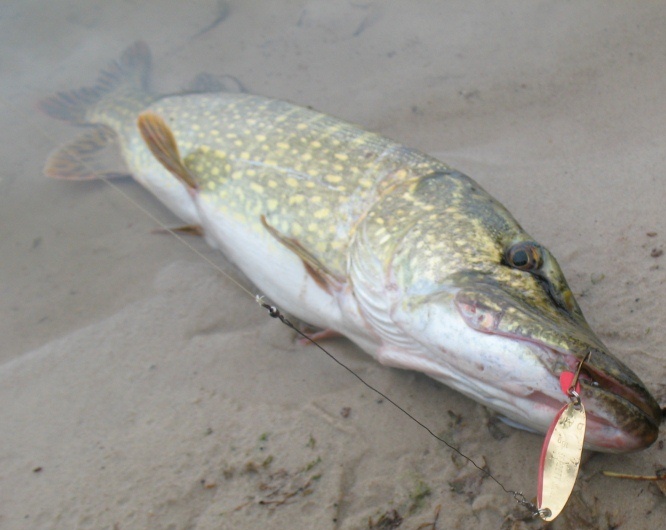 как доловить щуку (5).JPG