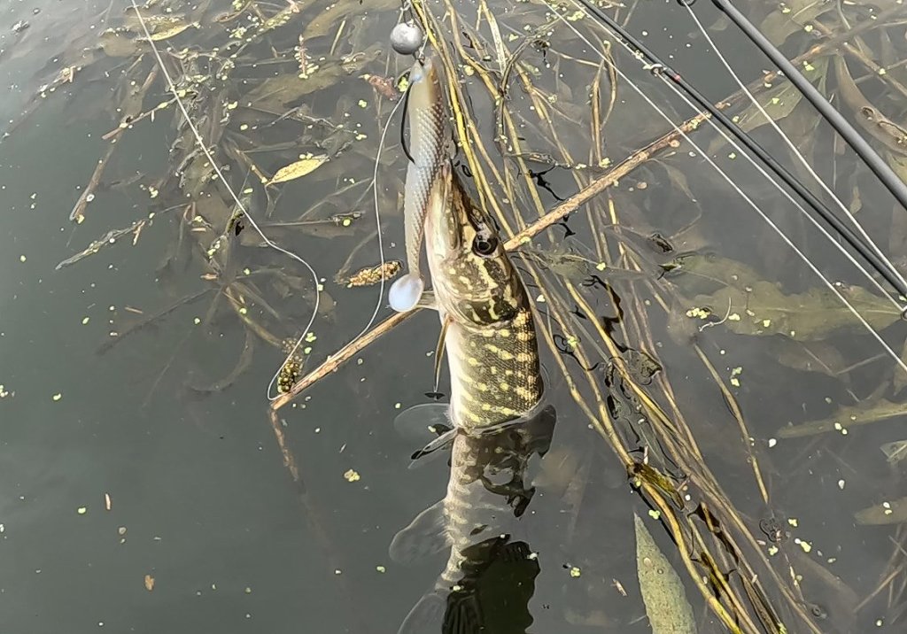 Небольшая щука на натуральную резину