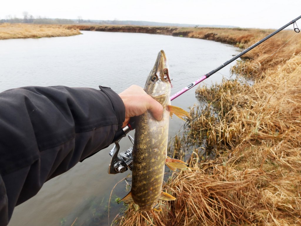 Речная щука поймана на микроджиг