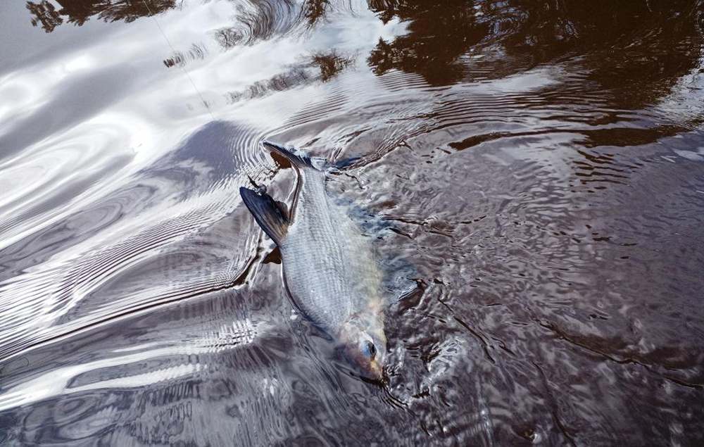 Лещ «клюнувший» на джиг