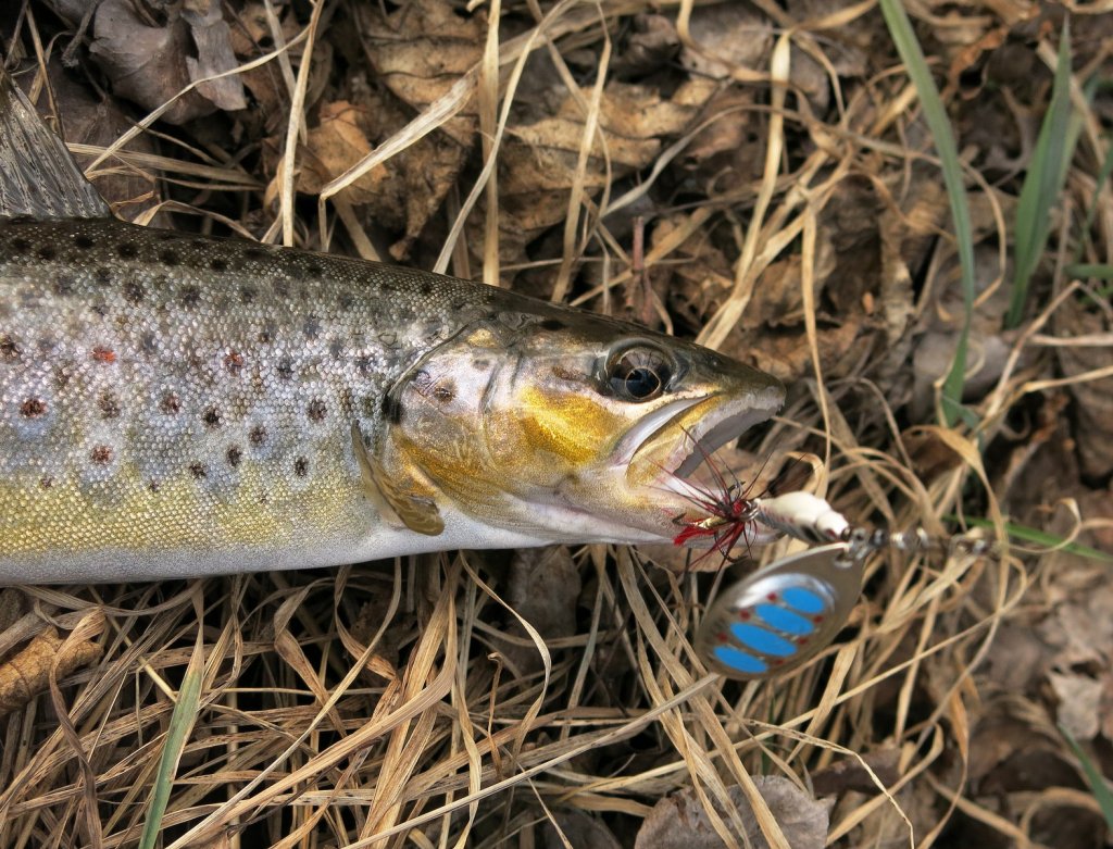 Ручьевая форель клюнула на вращающуюся блесну Ручьевая форель клюнула на вращающуюся блесну
