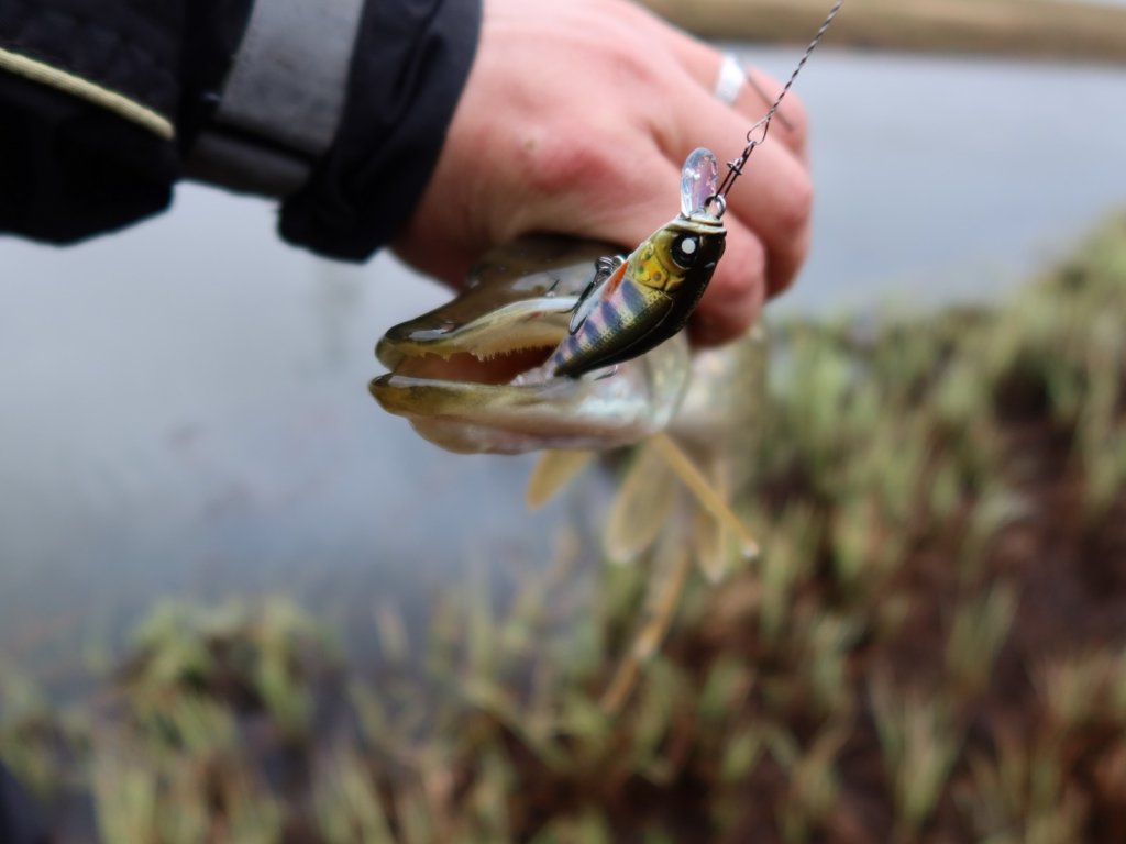 Щука поймана на воблер