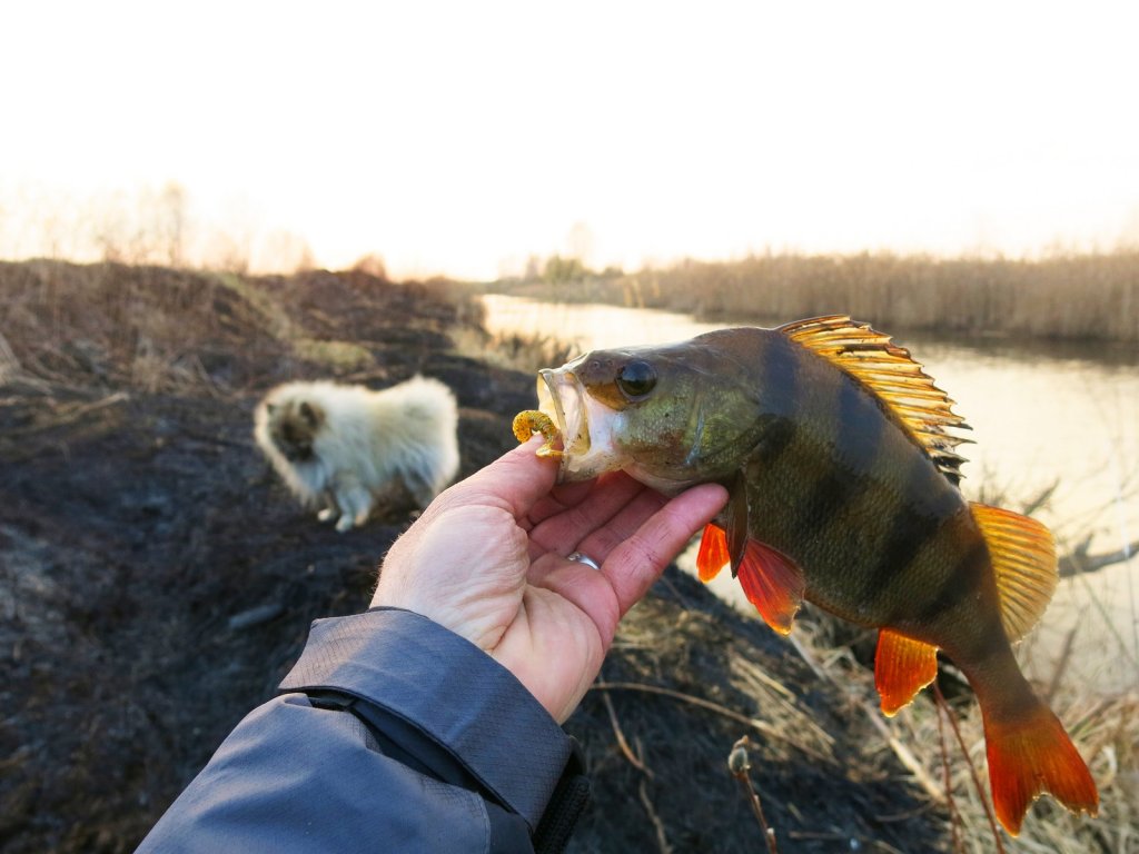 Окунь клюнул на канале вечером