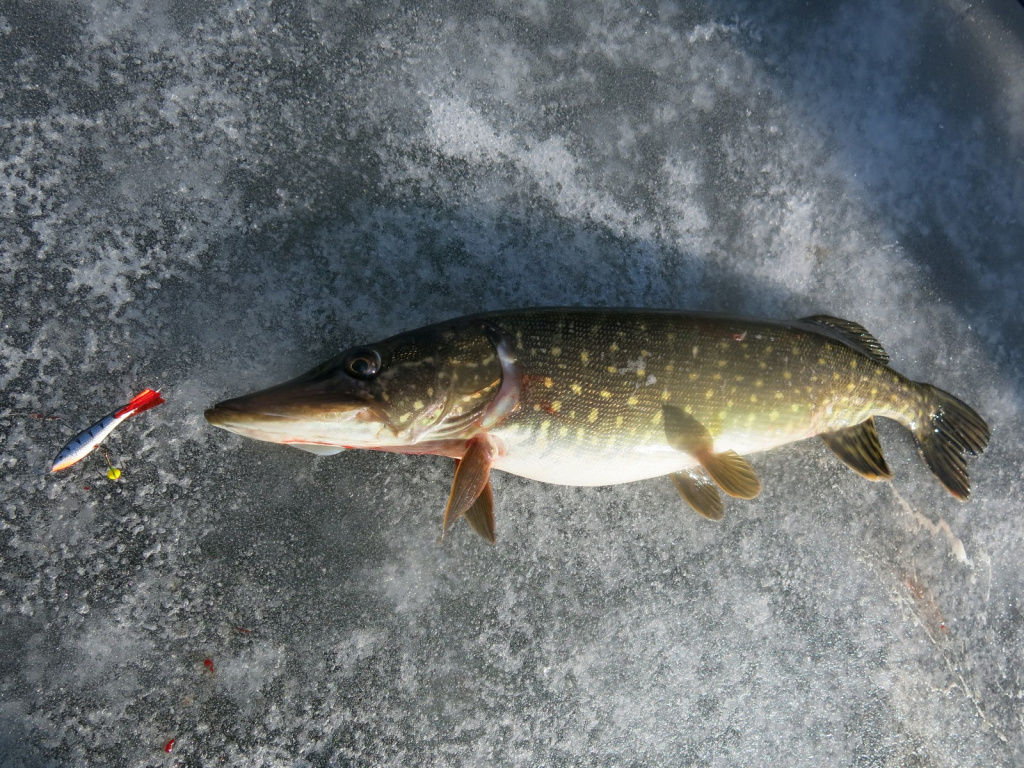Шука на балансир Lucky John NORDIC 12HRT