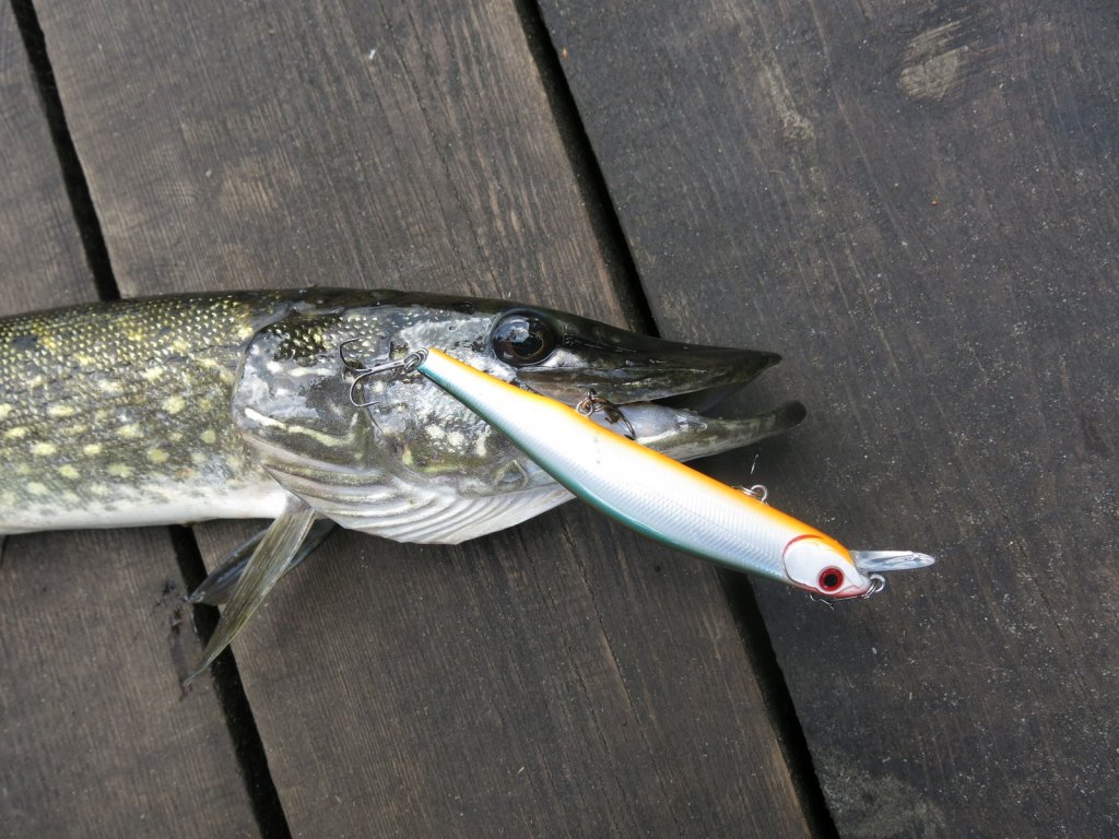Воблер минноу и пойманная на него щука
