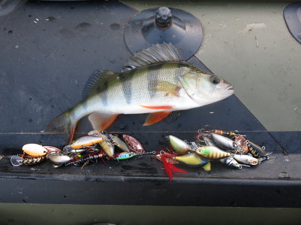 Окунь и разные прмианки