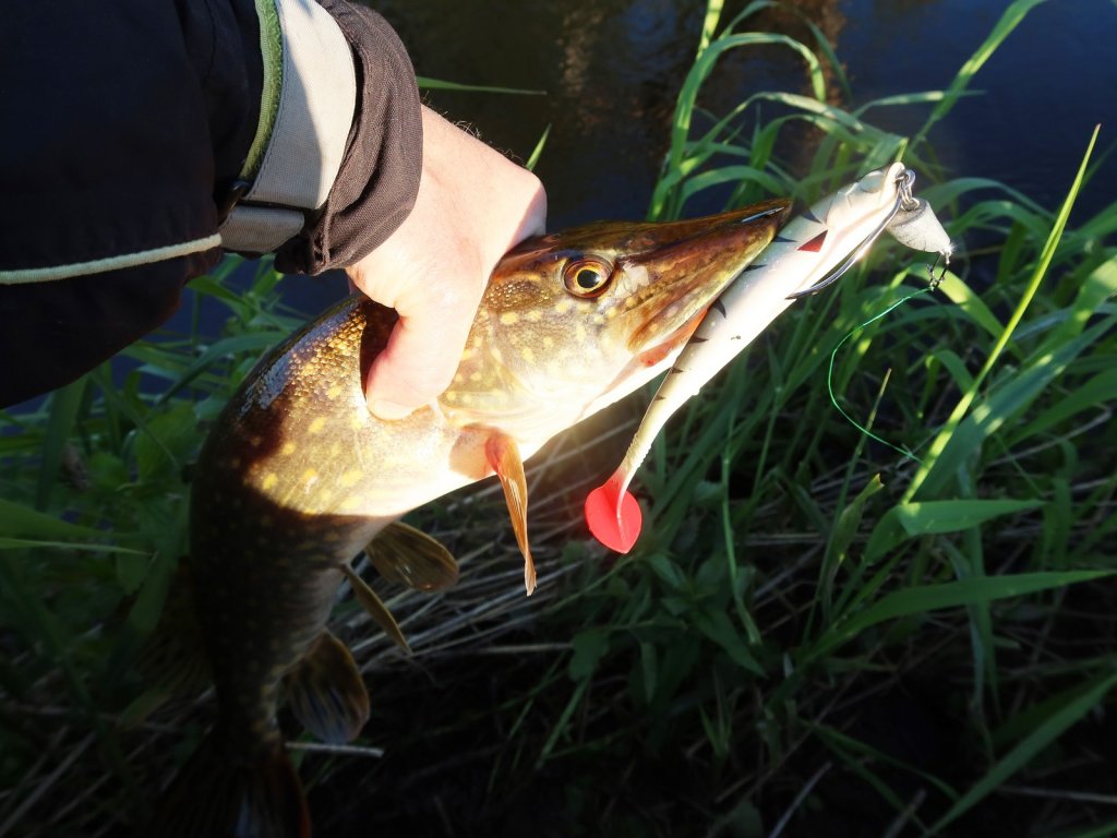 Щука клюнула на крупный силикон