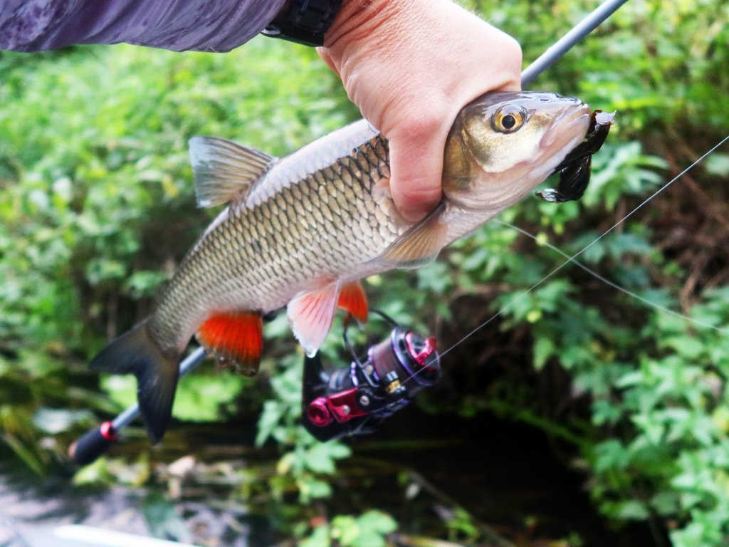 Хороший голавль в руке