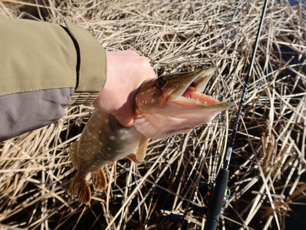 Щука в руке возле тростника и спиннинговая снасть