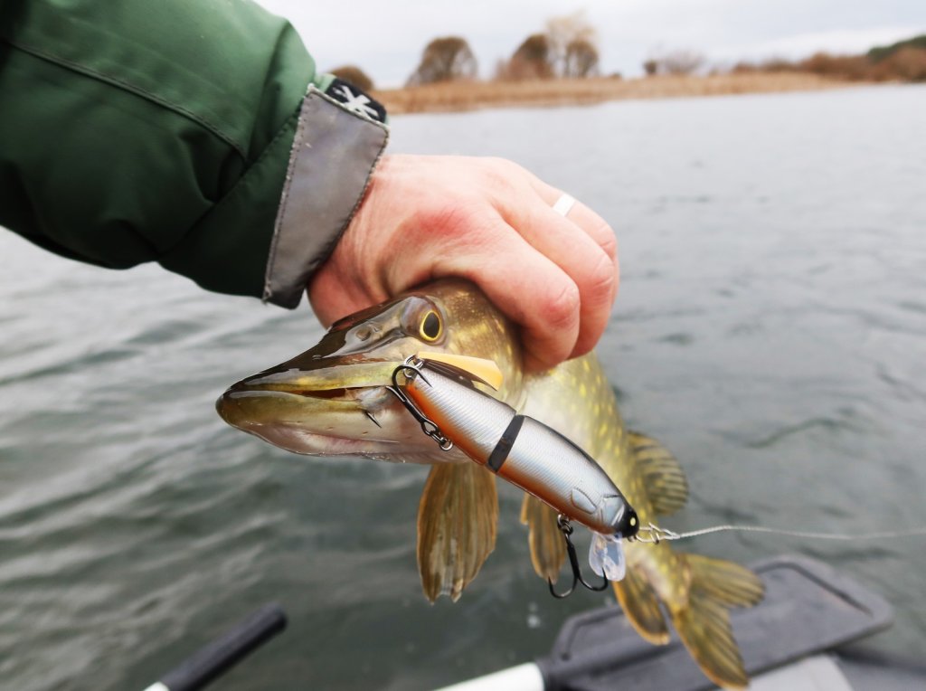 Щука клюнула на составной воблер