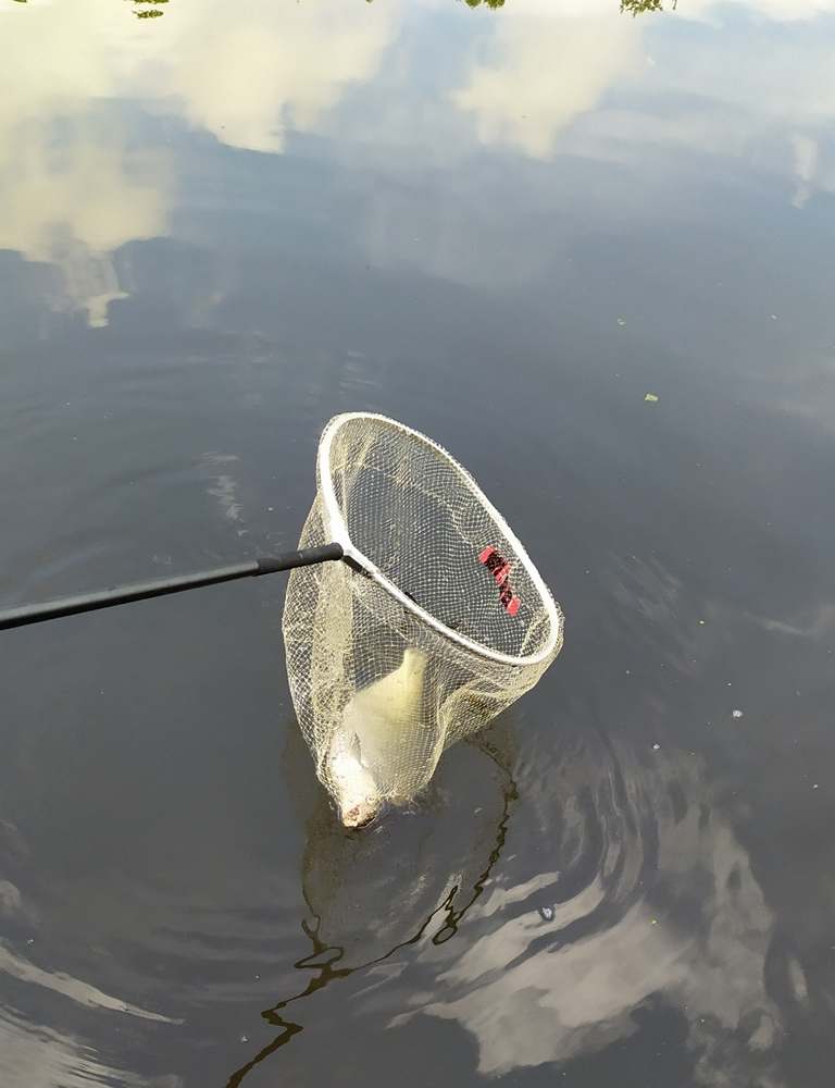 Лещ в садке над водой