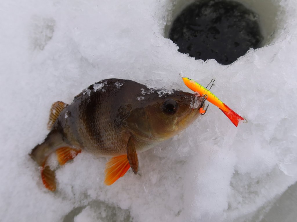 Окунь клюнул на балансир