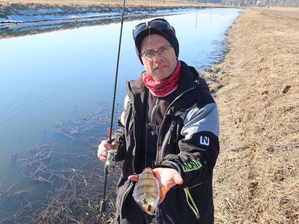 Рыболов-спиннингист с окунем весной