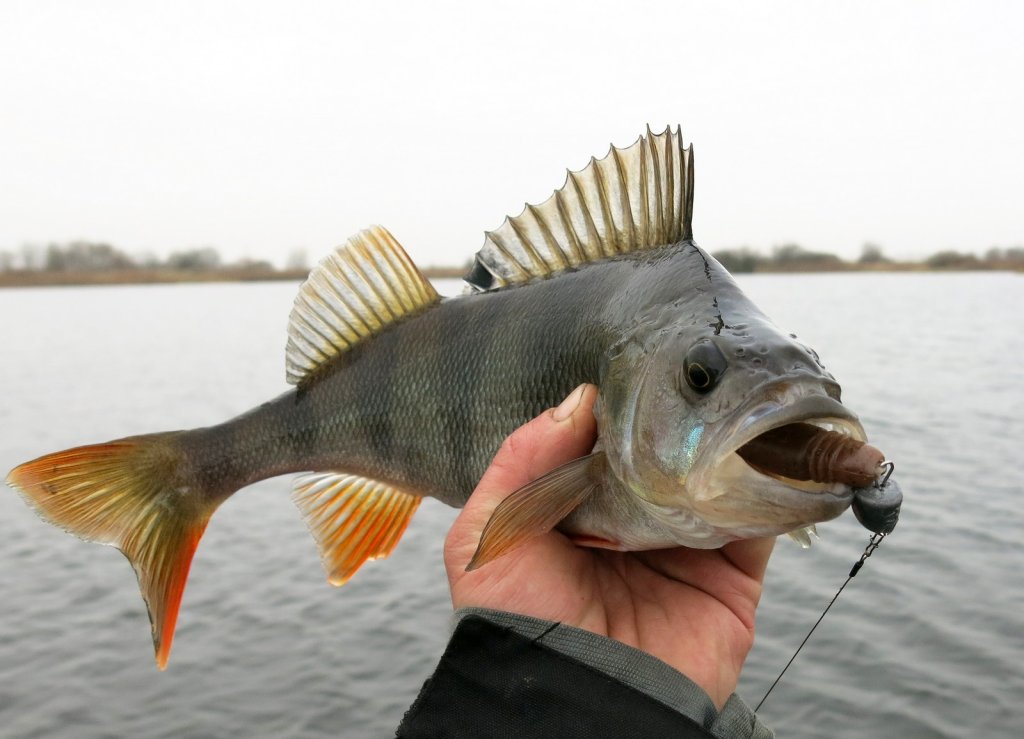 Окунь с тёмной резиной во рту