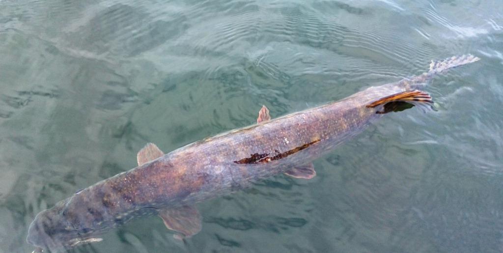 как доловить щуку (6).jpg