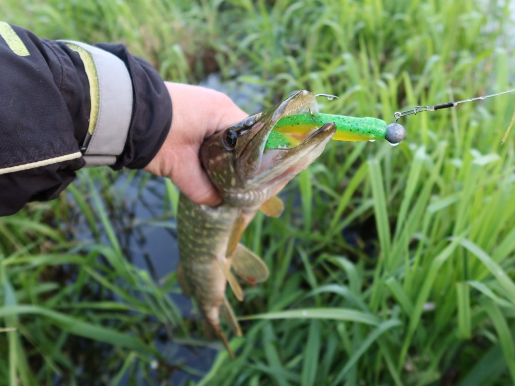 Щука поймана на виброхвост на джиг-головке