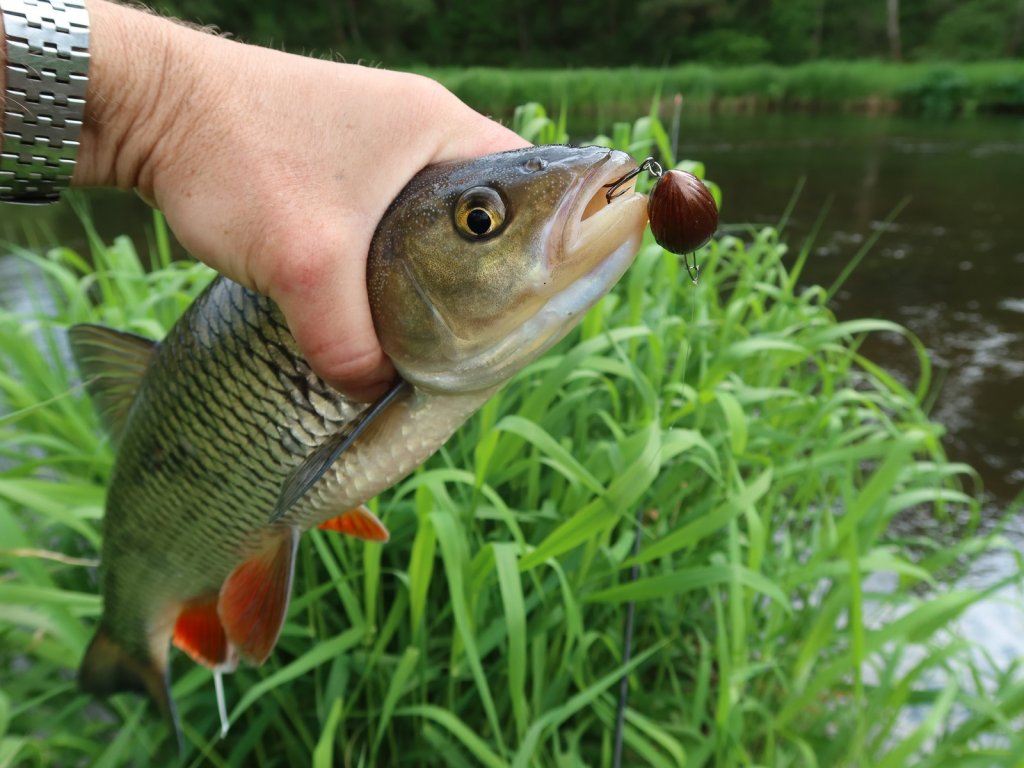 Голавль клюнул на воблер Salmo Lil' Bug