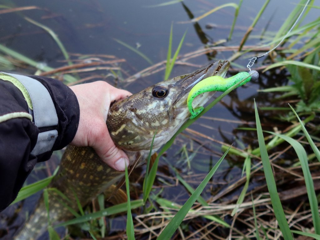 Щука поймана на резину LJ Minnow на джиг-головке