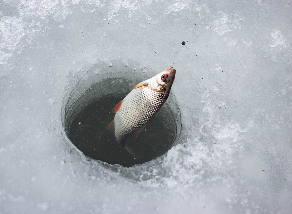 Плотва на поплавочную зимнюю удочку Плотва на поплавочную зимнюю удочку