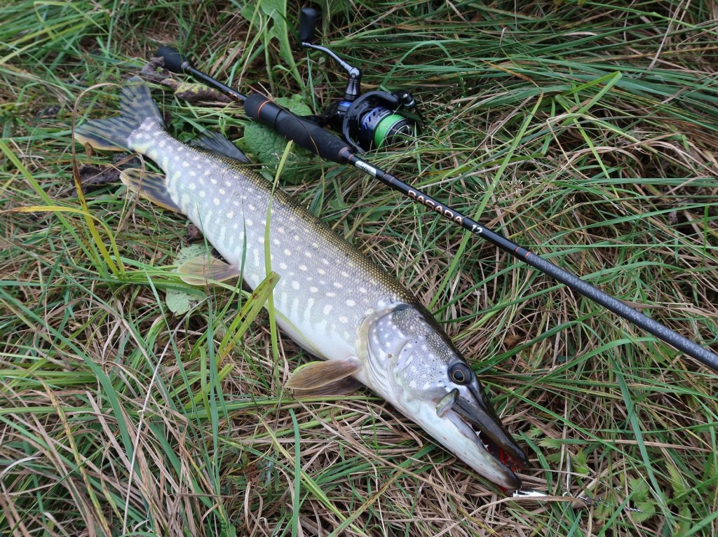 Щука на траве со спиннингом