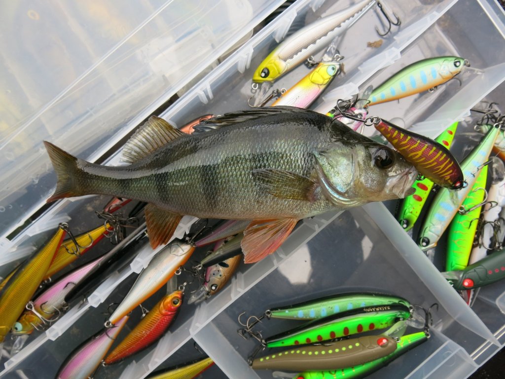 Окунь на коробке с воблерами Окунь на коробке с воблерами