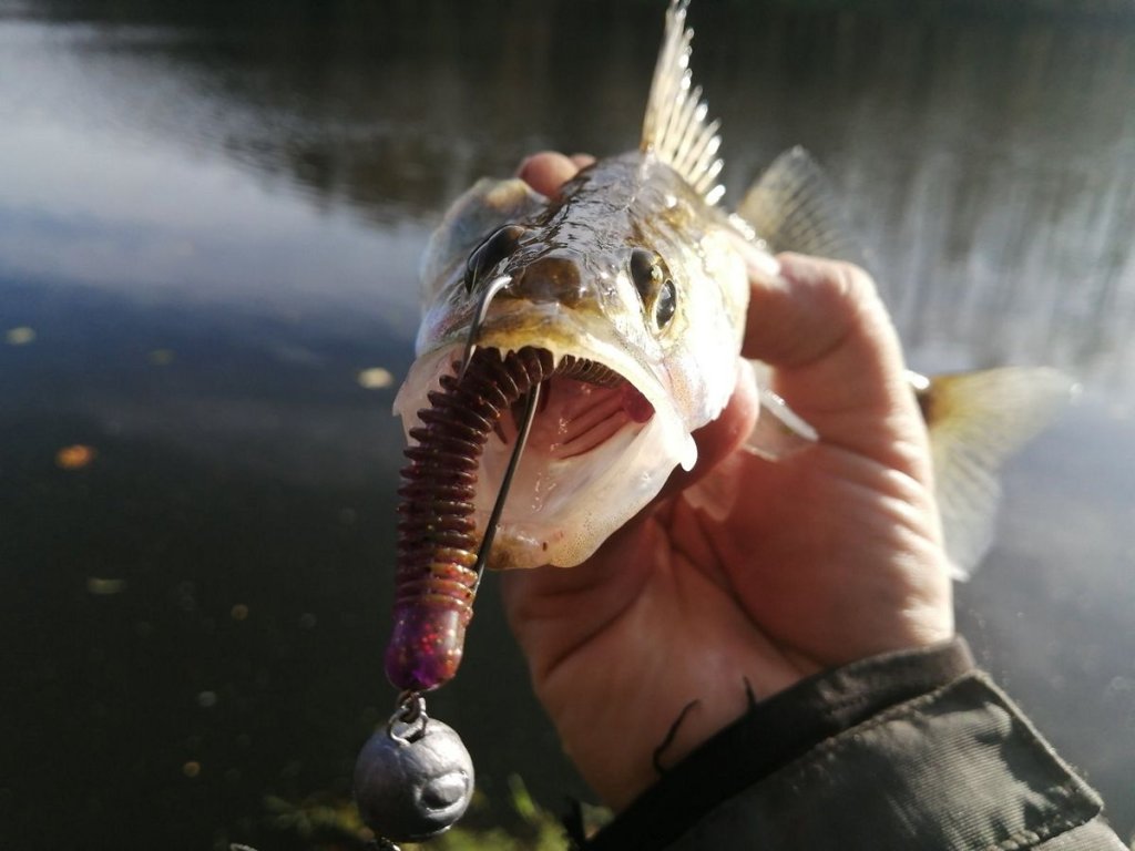 Щука с открытой пастью и приманкой во рту в руке рыболова