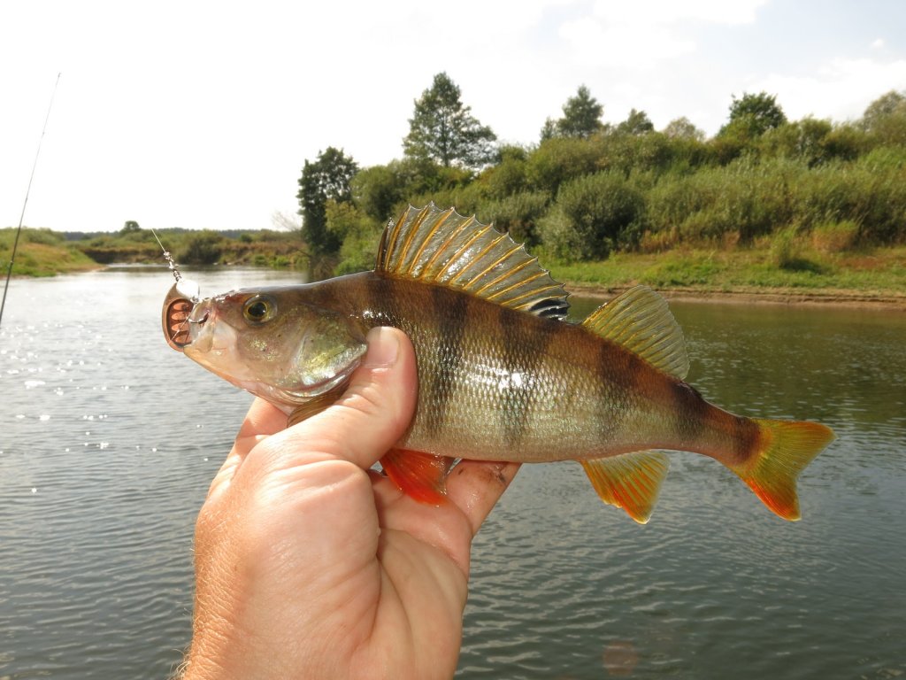 Окунь на фоне реки
