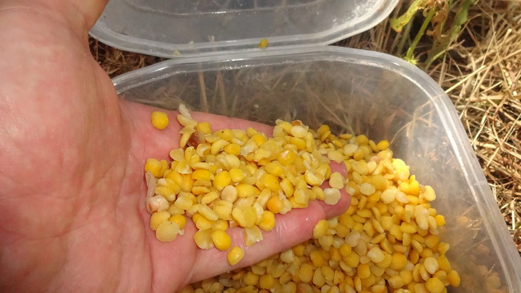 Распаренный горох для прикормки