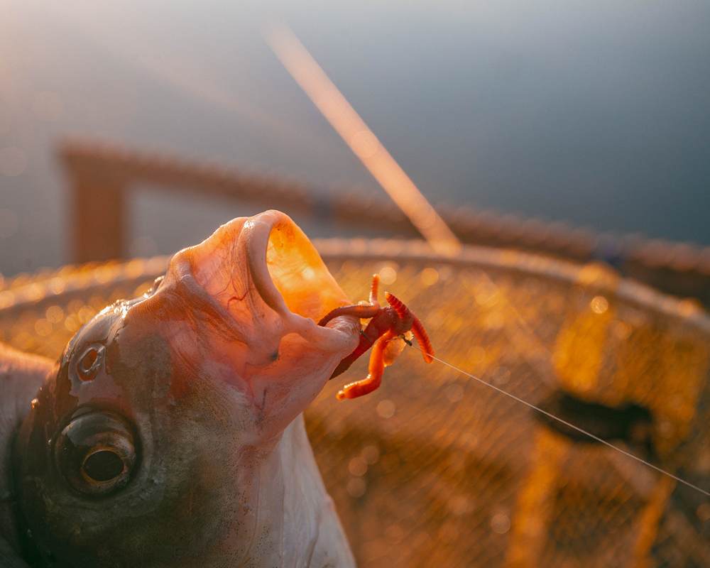 Пойманная на мотыля рыба Рыба, пойманная на мотыль