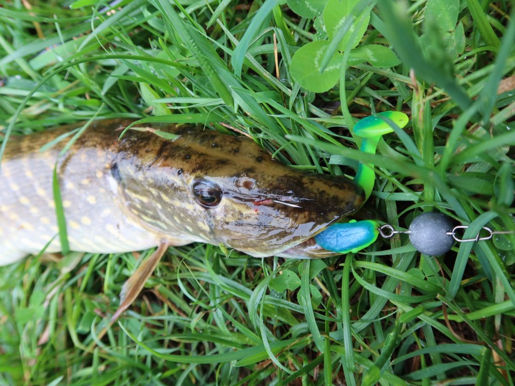 Щука хорошо засеклась на офсетный крючок