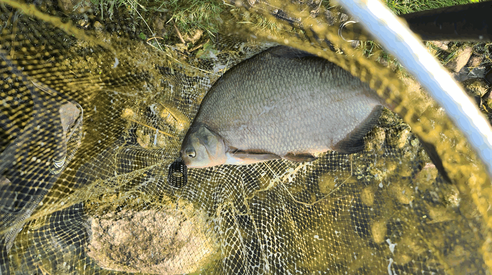 ловля леща в начале осени 0002.PNG