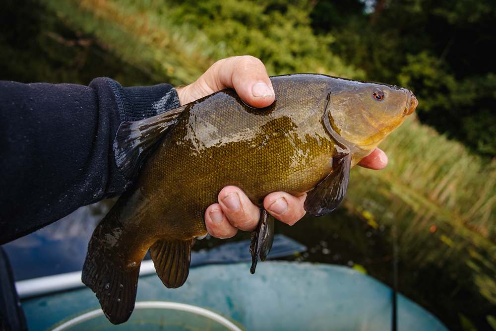 как ловить линя 0002.JPG