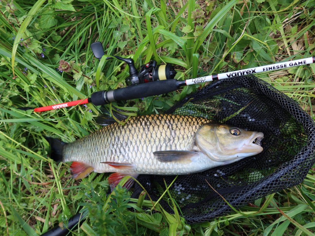 Крупный голавль в подсачеке