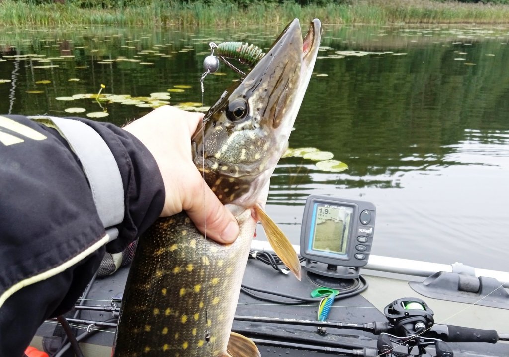 Щука с зелёным твистером на фоне водоёма Щука с зелёным твистером на фоне водоёма