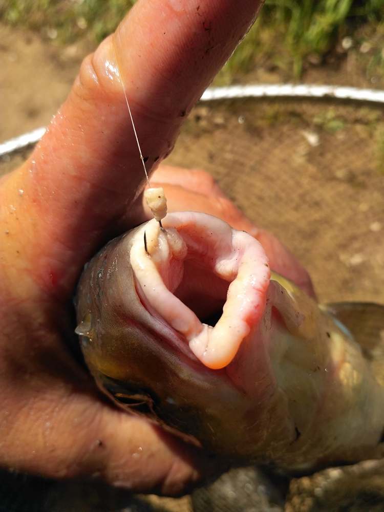 Рука держит пойманного леща с крючком в губе