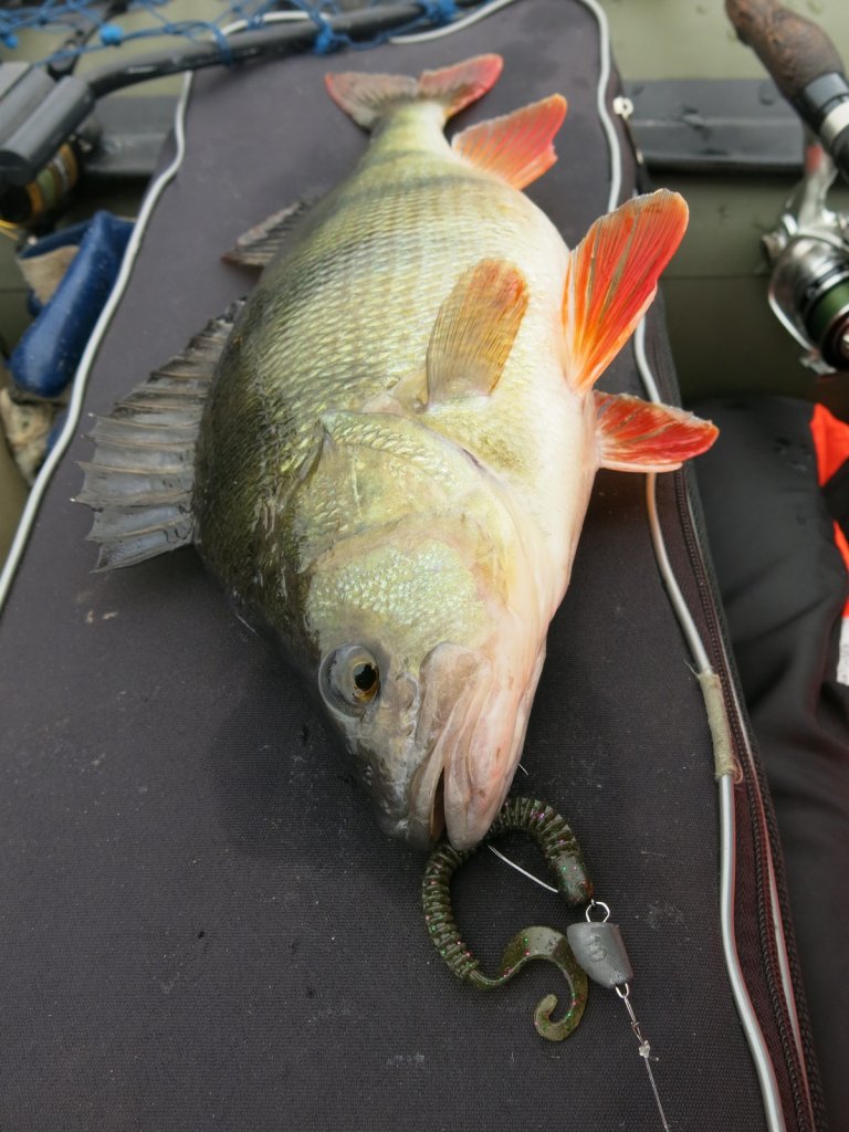 Крупный окунь с мягкой приманкой лежит в лодке