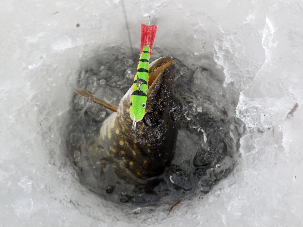 Щука с балансиром в лунке Щука с балансиром в лунке