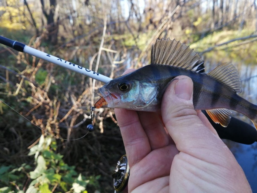 Небольшой окунь с приманкой во рту в руке рыбака
