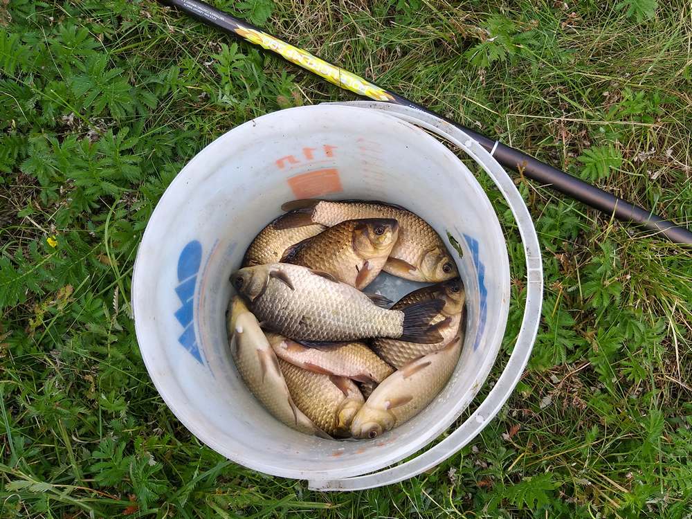 карась на каналах 0009.JPG