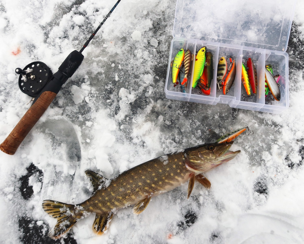 Щука пойманная на виб рядом с удочкой и коробкой с приманками