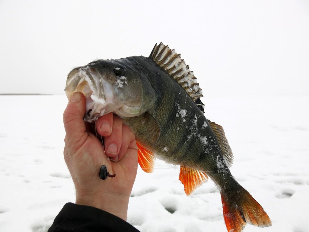 Хороший окунь клюнул на балду
