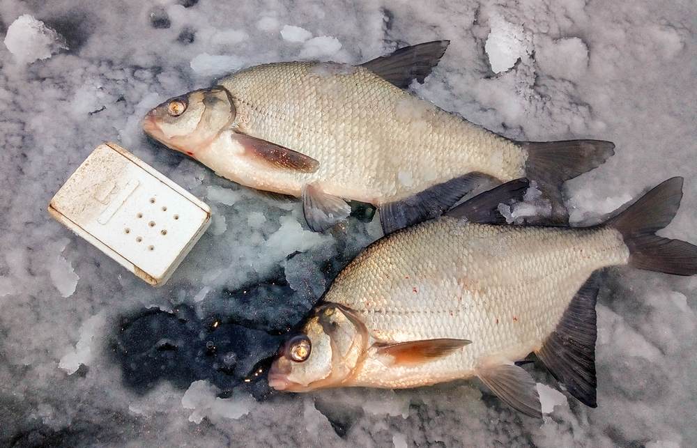 Два леща на льду Два леща на льду