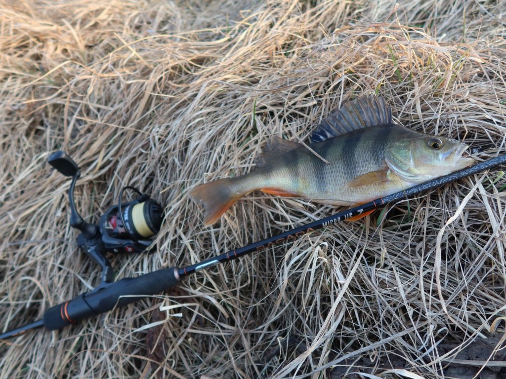 Окунь со спиннинговой снастью на берегу