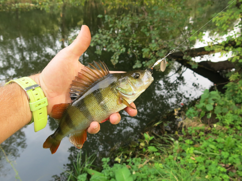 Окунь пойманный на вертушку в реке