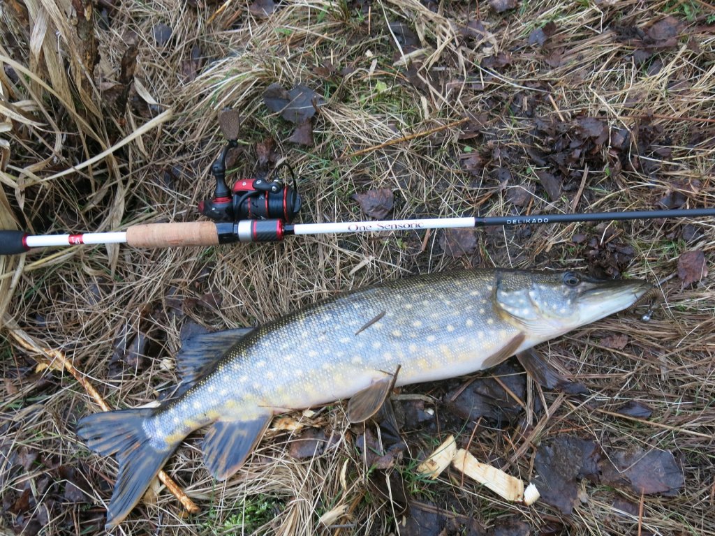 Щука поймана на спиннинг Lucky John One Sensoric Delikado 12