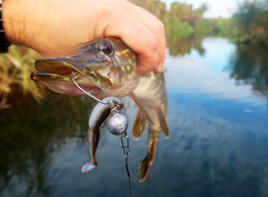 Щука с виброхвостом на офсете