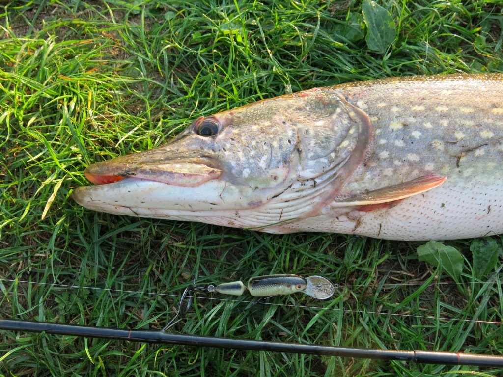Щука с составным воблером на траве