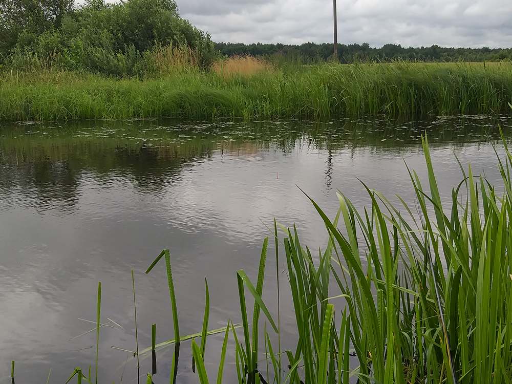 карась на каналах 0003.JPG