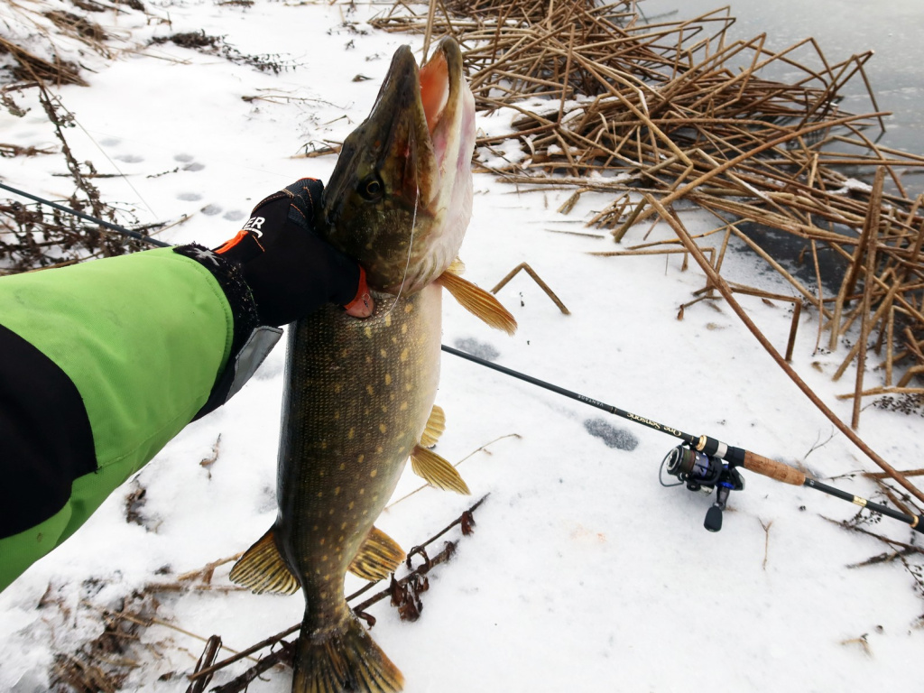 Рыбак держит щуку пойманную зимой на спиннинг